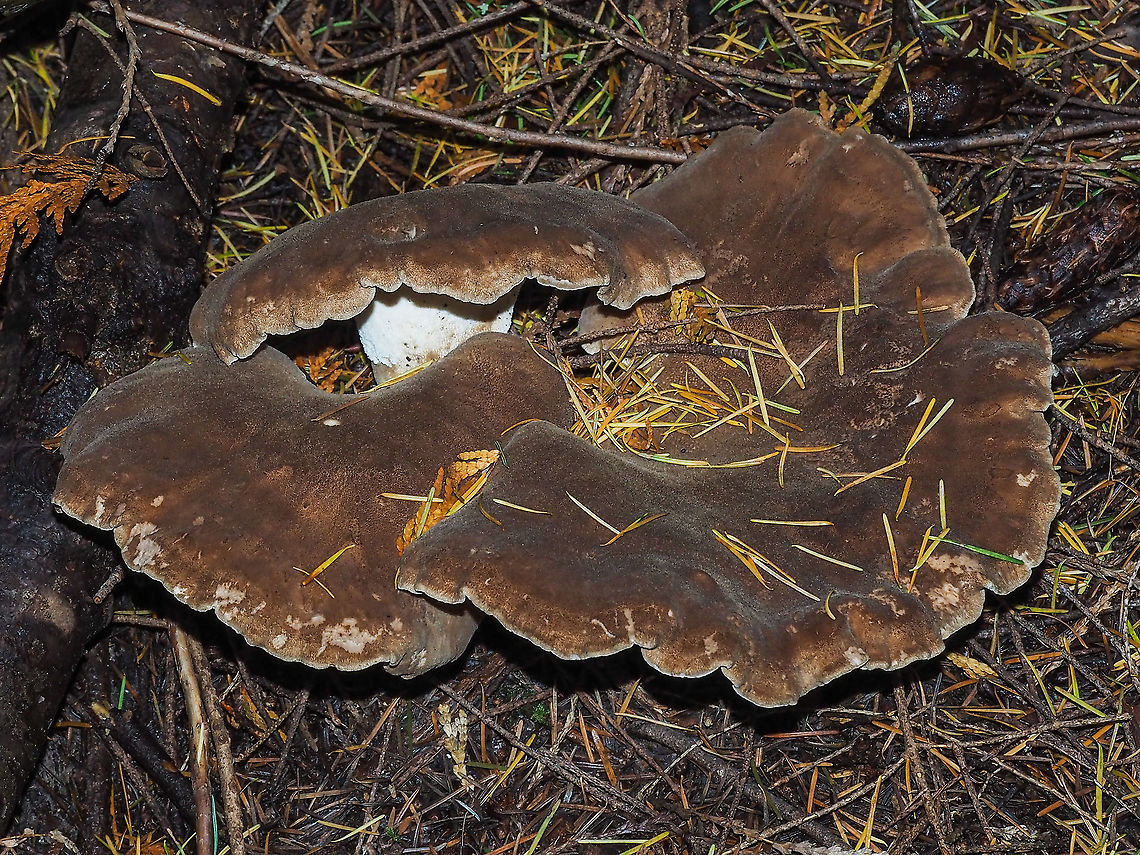 A Rather Large Toothed Fungus. If I was living in the UK and found this mushroom I would say it is Sarcodon squamosus but since I am in BC, Canada it has to be S. imbricatus. The classification of this genus seems to be rather confusing at this time. This group was nearly half a meter across. Unfortunately there were no &ldquo;scales&rdquo; present at the time I took the photos.<br />
<figure class="photo"><a href="https://www.jungledragon.com/image/85969/another_view_of_sarcodon_imbricatus.html" title="Another View of Sarcodon imbricatus."><img src="https://s3.amazonaws.com/media.jungledragon.com/images/2839/85969_thumb.jpeg?AWSAccessKeyId=05GMT0V3GWVNE7GGM1R2&Expires=1759968010&Signature=h2DzrOS8usaK%2FX%2F2fCQZMLHrxEk%3D" width="200" height="150" alt="Another View of Sarcodon imbricatus. A large fungal mass.    Canada,Fall,Geotagged,Sarcodon imbricatus,Shingled hedgehog" /></a></figure><br />
<figure class="photo"><a href="https://www.jungledragon.com/image/85968/the_teeth_of_sarcodon_imbricatus.html" title="The &ldquo;Teeth&rdquo; of Sarcodon imbricatus."><img src="https://s3.amazonaws.com/media.jungledragon.com/images/2839/85968_thumb.jpeg?AWSAccessKeyId=05GMT0V3GWVNE7GGM1R2&Expires=1759968010&Signature=eUP7sRcDBQ%2FK0xae0aUD8UG2Vy4%3D" width="200" height="150" alt="The &ldquo;Teeth&rdquo; of Sarcodon imbricatus. The underside of this fungus.   Canada,Fall,Geotagged,Sarcodon imbricatus,Shingled hedgehog" /></a></figure> Canada,Fall,Geotagged,Sarcodon imbricatus,Shingled hedgehog