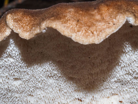 The “Teeth” of Sarcodon imbricatus. The underside of this fungus.   Canada,Fall,Geotagged,Sarcodon imbricatus,Shingled hedgehog