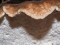 The “Teeth” of Sarcodon imbricatus. The underside of this fungus. Canada,Fall,Geotagged,Sarcodon imbricatus,Shingled hedgehog