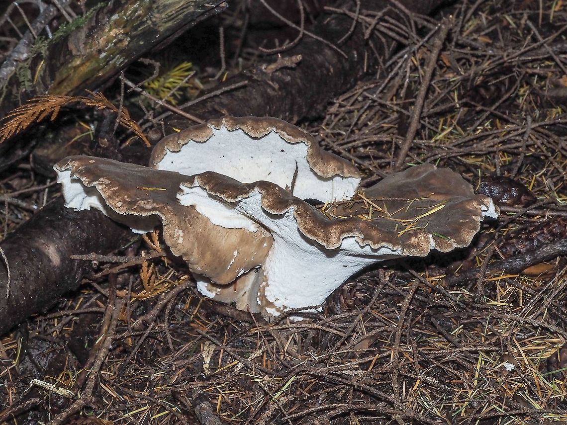 Another View of Sarcodon imbricatus. A large fungal mass.    Canada,Fall,Geotagged,Sarcodon imbricatus,Shingled hedgehog