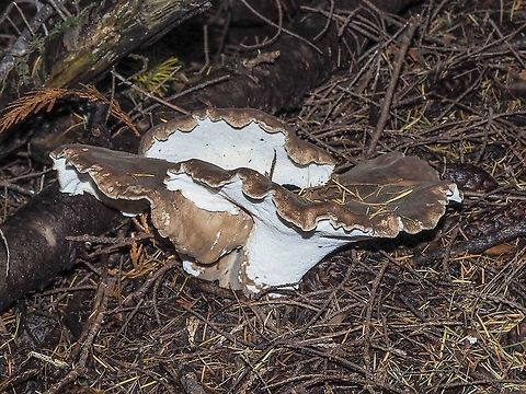 Another View of Sarcodon imbricatus. A large fungal mass.    Canada,Fall,Geotagged,Sarcodon imbricatus,Shingled hedgehog