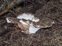 Another View of Sarcodon imbricatus. A large fungal mass. Canada,Fall,Geotagged,Sarcodon imbricatus,Shingled hedgehog