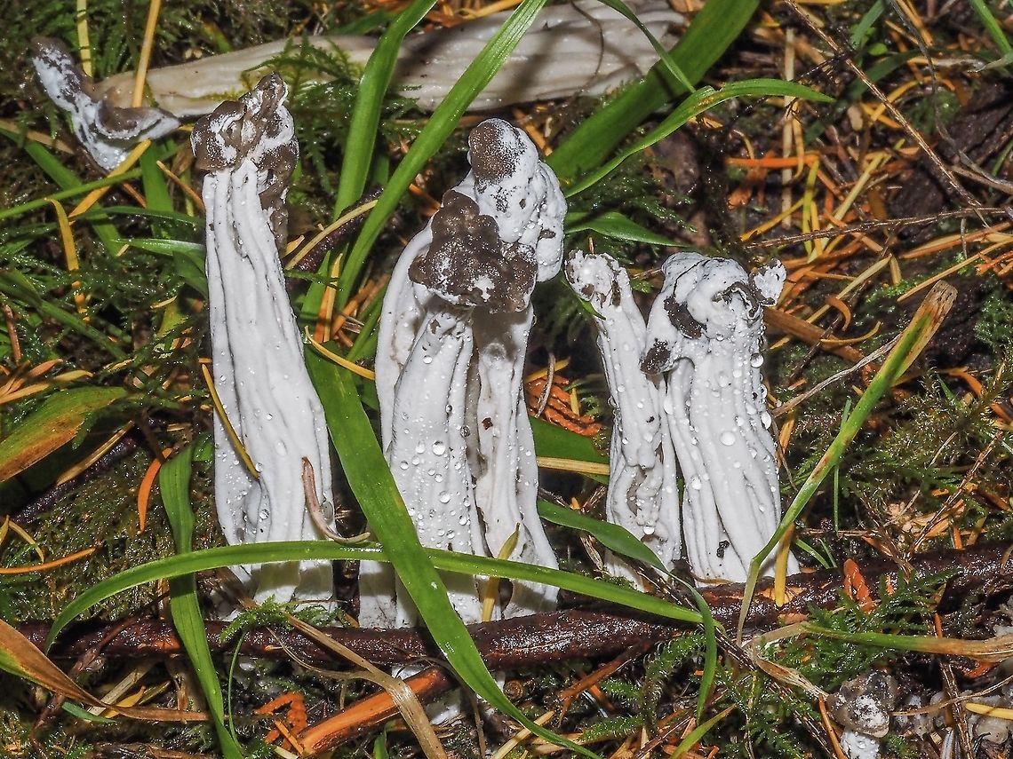 Infected Helvella lacunosa. These Elfin Saddles have been infected with, yes, another fungus. In this case a white mouldy parasite, Hypomyces cervinigenus.      Canada,Fall,Geotagged,Helvella lacunosa,Slate grey saddle