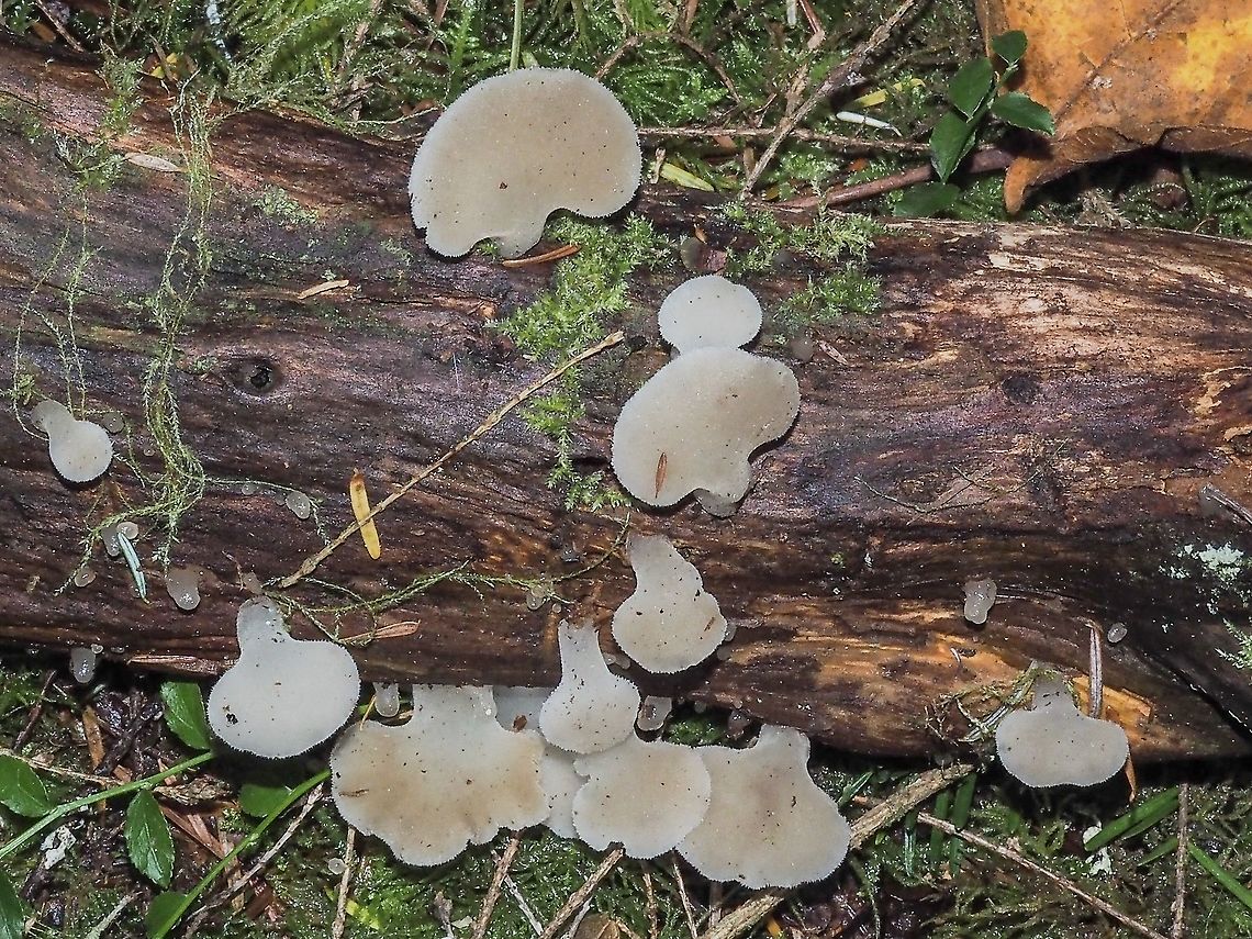 It Seems A Good Year! A decaying alder branch infested with Pseudohydnum gelatinosum. Canada,Fall,Geotagged,Pseudohydnum gelatinosum,Psuedohydnum gelatinosum