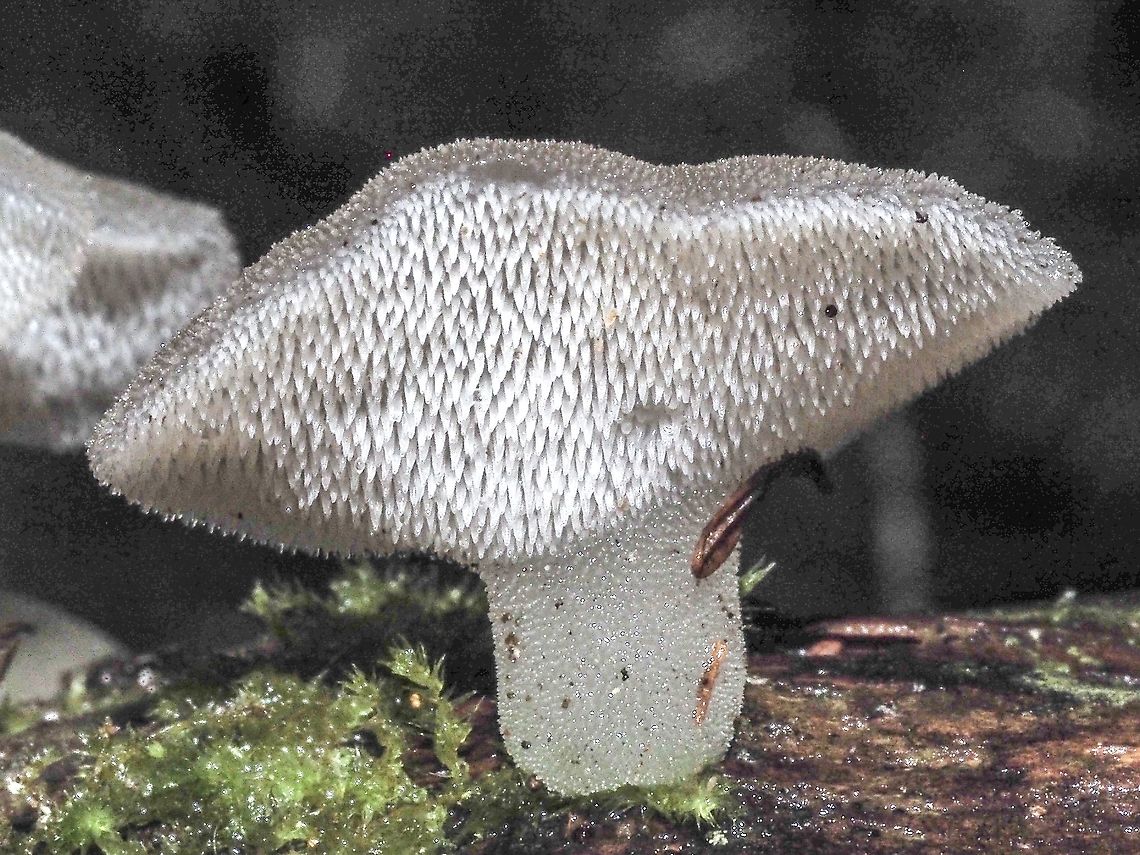 Cat’s Tongue! Another very suitable common name. Canada,Cat’s Tongue,Fall,Geotagged,Pseudohydnum gelatinosum,Psuedohydnum gelatinosum,Toothed Jelly Fungus