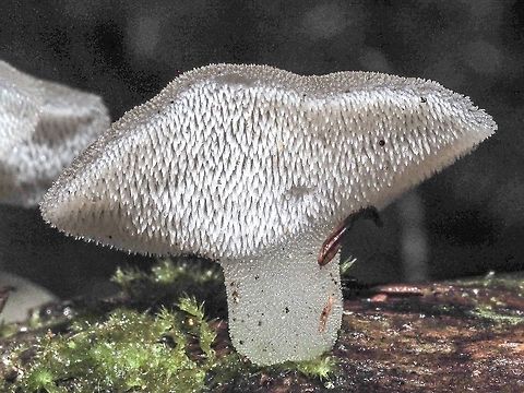 Cat&rsquo;s Tongue! Another very suitable common name. Canada,Cat&rsquo;s Tongue,Fall,Geotagged,Pseudohydnum gelatinosum,Psuedohydnum gelatinosum,Toothed Jelly Fungus