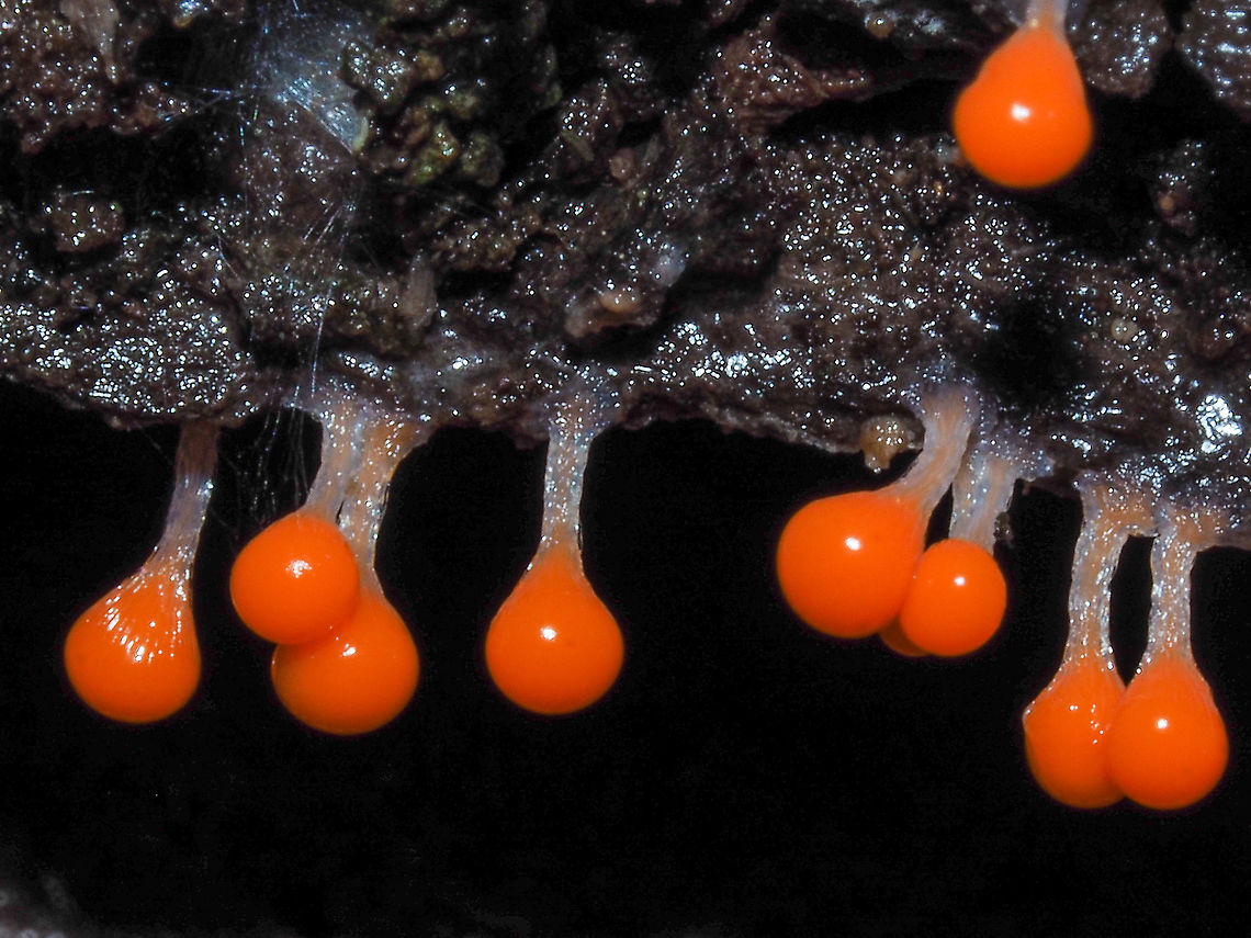 A Striking Slime Mould. Going out on a limb here by identifying this slime mould as Trichia decipiens. It seems there are two other possibilities; Hemitrichia calyculata and H. clavata. One reference mentioned that to differentiate at this stage a microscope is needed! Sorry, don&rsquo;t have one available. The other said that one of them has a solid stalk. Hard for me to determine when the stalk is about 1mm long. I do have to say that they make interesting photographic subjects! These specimens were on the underside of a rotting alder tree. Canada,Fall,Geotagged,Trichia decipiens