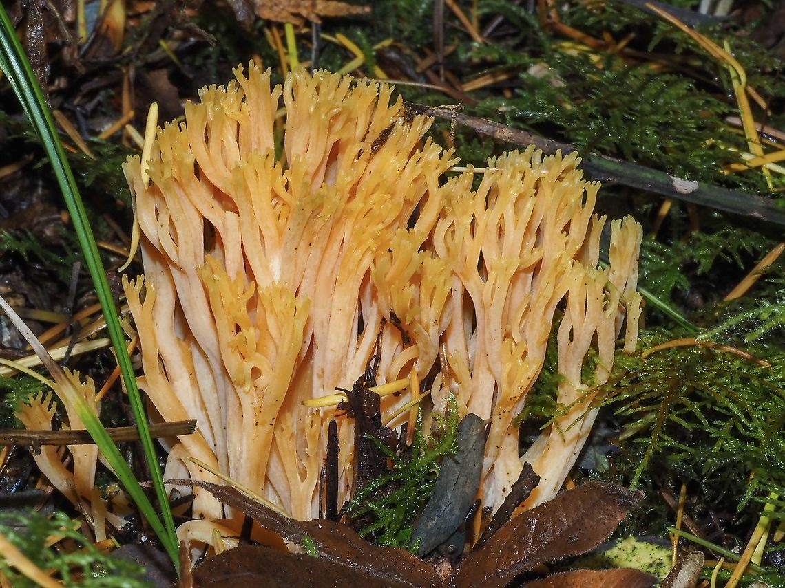 Calocera viscosa, a Jelly Fungus. Not! Ramaria formosa it is. The bright colour drew my attention to this fungus. It and it&rsquo;s friends were distributed in an area about a metre square. It was surprising to me to find it is a jelly rather than a coral fungus. For a size comparison that is a leaf from Acer macrophyllum, Big-leaf Maple. Beautiful clavaria,Canada,Fall,Geotagged,Ramaria formosa,Yellow stagshorn