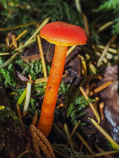 A Bright Hygrocybe miniata This little fellow was hard to miss even though it was off the trail. Canada,Fall,Geotagged,Hygrocybe miniata,Vermillion Waxcap