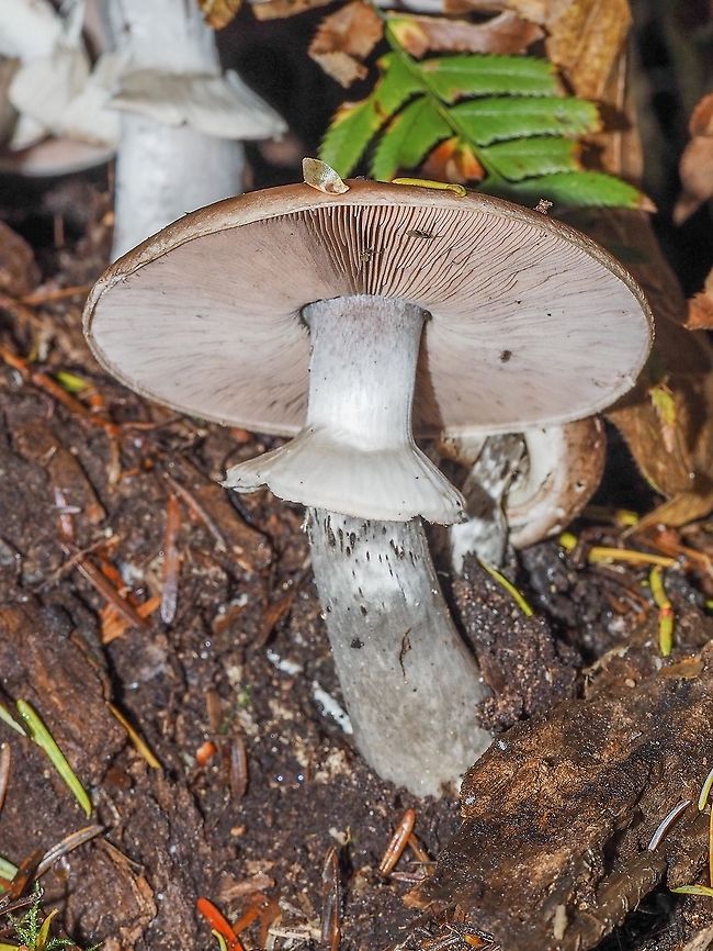 A Felt-ring Agaricus. Supposedly a common mushroom found in the Pacific Northwest in mixed forests. It usually fruits in fall or winter. It is poisonous to &ldquo;most people&ldquo;. Wonder how they determined that?<br />
<figure class="photo"><a href="https://www.jungledragon.com/image/86089/the_caps_of_agaricus_hondensis.html" title="The Caps of Agaricus hondensis."><img src="https://s3.amazonaws.com/media.jungledragon.com/images/2839/86089_thumb.jpeg?AWSAccessKeyId=05GMT0V3GWVNE7GGM1R2&Expires=1759968010&Signature=Ikz4vtU1KLmRDDWCr%2FJhgrb%2BBHE%3D" width="200" height="150" alt="The Caps of Agaricus hondensis. Their pinkish hue is attractive and their size helps as well. The largest is close to 15cm across!<br />
https://www.jungledragon.com/image/86088/a_felt-ring_agaricus.html Agaricus hondensis,Canada,Fall,Felt-ringed Agaricus,Geotagged" /></a></figure> Agaricus hondensis,Canada,Fall,Felt-ringed Agaricus,Geotagged