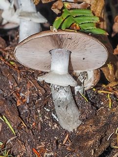 A Felt-ring Agaricus. Supposedly a common mushroom found in the Pacific Northwest in mixed forests. It usually fruits in fall or winter. It is poisonous to &ldquo;most people&ldquo;. Wonder how they determined that?
https://www.jungledragon.com/image/86089/the_caps_of_agaricus_hondensis.html Agaricus hondensis,Canada,Fall,Felt-ringed Agaricus,Geotagged