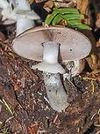 A Felt-ring Agaricus. Supposedly a common mushroom found in the Pacific Northwest in mixed forests. It usually fruits in fall or winter. It is poisonous to &ldquo;most people&ldquo;. Wonder how they determined that?<br />
https://www.jungledragon.com/image/86089/the_caps_of_agaricus_hondensis.html Agaricus hondensis,Canada,Fall,Felt-ringed Agaricus,Geotagged