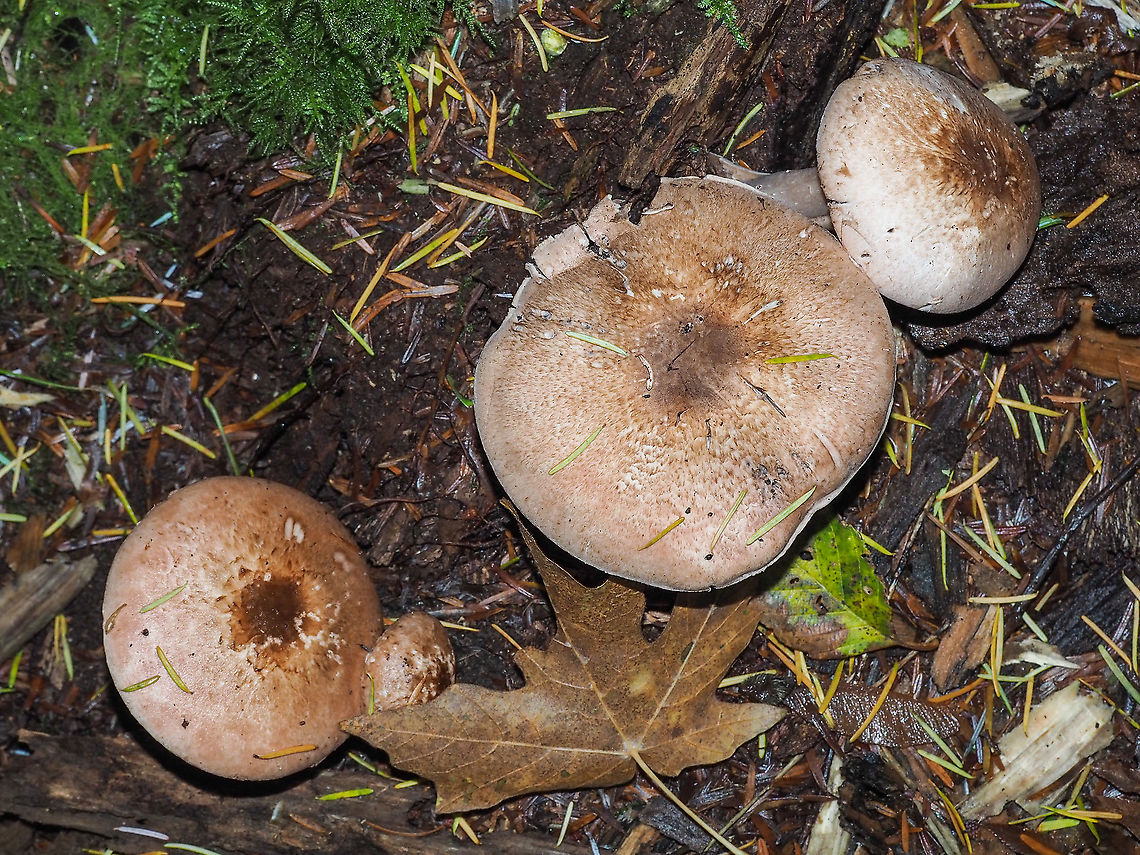 The Caps of Agaricus hondensis. Their pinkish hue is attractive and their size helps as well. The largest is close to 15cm across!<br />
<figure class="photo"><a href="https://www.jungledragon.com/image/86088/a_felt-ring_agaricus.html" title="A Felt-ring Agaricus."><img src="https://s3.amazonaws.com/media.jungledragon.com/images/2839/86088_thumb.jpeg?AWSAccessKeyId=05GMT0V3GWVNE7GGM1R2&Expires=1763596810&Signature=WZHduYxGYbGHGgappbQq0KQyN%2BY%3D" width="116" height="152" alt="A Felt-ring Agaricus. Supposedly a common mushroom found in the Pacific Northwest in mixed forests. It usually fruits in fall or winter. It is poisonous to &ldquo;most people&ldquo;. Wonder how they determined that?<br />
https://www.jungledragon.com/image/86089/the_caps_of_agaricus_hondensis.html Agaricus hondensis,Canada,Fall,Felt-ringed Agaricus,Geotagged" /></a></figure> Agaricus hondensis,Canada,Fall,Felt-ringed Agaricus,Geotagged