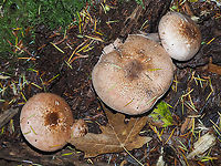 The Caps of Agaricus hondensis. Their pinkish hue is attractive and their size helps as well. The largest is close to 15cm across!<br />
https://www.jungledragon.com/image/86088/a_felt-ring_agaricus.html Agaricus hondensis,Canada,Fall,Felt-ringed Agaricus,Geotagged