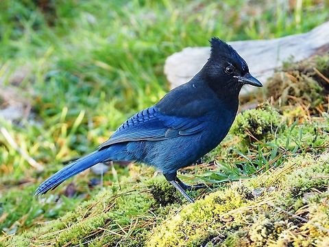 A Steller’s Jay Another photo of my raucous, noisy friend. Canada,Cyanocitta stelleri,Fall,Geotagged,Stellers jay