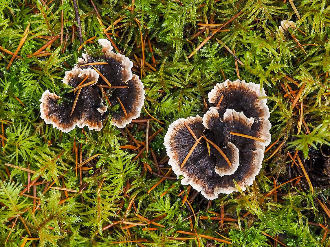 Phellodon tomentosus. Not a Turkey Tail. On the mossy floor of a mostly coniferous forest.<br />
<figure class="photo"><a href="https://www.jungledragon.com/image/86320/the_under_side.html" title="The Under Side..."><img src="https://s3.amazonaws.com/media.jungledragon.com/images/2839/86320_thumb.jpeg?AWSAccessKeyId=05GMT0V3GWVNE7GGM1R2&Expires=1767225610&Signature=OyWYCCg9c4fPcKpT4ytYSZEG2xU%3D" width="200" height="144" alt="The Under Side... ... showing the teeth of Phellodon tomentosus. Definitely not P. atratus which has a purple-blue underside.<br />
https://www.jungledragon.com/image/86321/the_teeth_of_phellodon_tomentosus.html Canada,Fall,Geotagged,Phellodon tomentosus,Zoned cork hydnum" /></a></figure><br />
<figure class="photo"><a href="https://www.jungledragon.com/image/86321/the_teeth_of_phellodon_tomentosus.html" title="The teeth of Phellodon tomentosus"><img src="https://s3.amazonaws.com/media.jungledragon.com/images/2839/86321_thumb.jpeg?AWSAccessKeyId=05GMT0V3GWVNE7GGM1R2&Expires=1767225610&Signature=WyeUxZw%2F%2FR8duPG8URJad5xFujA%3D" width="200" height="150" alt="The teeth of Phellodon tomentosus A closer look at the teeth of this very tough and fibrous mushroom.<br />
https://www.jungledragon.com/image/86320/the_under_side.html Canada,Fall,Geotagged,Phellodon tomentosus,Zoned cork hydnum" /></a></figure> Canada,Fall,Geotagged,Phellodon tomentosus,Zoned cork hydnum