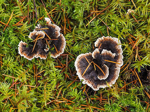 Phellodon tomentosus. Not a Turkey Tail. On the mossy floor of a mostly coniferous forest.
https://www.jungledragon.com/image/86320/the_under_side.html
https://www.jungledragon.com/image/86321/the_teeth_of_phellodon_tomentosus.html Canada,Fall,Geotagged,Phellodon tomentosus,Zoned cork hydnum