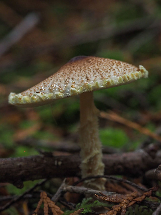 Apologies needed, Lepiota magnispora Many thanks to Morphene who has brought to my attention a misidentification of this mushroom.  i was attracted by the fringe on the cap&rsquo;s circumference. Stranger common names, Shaggy-stalked Parasol and Yellowfoot Dapperling. Sorry, no idea where those names came from. Agaricus augustus,Canada,Fall,Geotagged,Lepiota magnispora,Shaggy-stalked Parasol