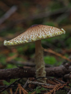 Apologies needed, Lepiota magnispora Many thanks to Morphene who has brought to my attention a misidentification of this mushroom.  i was attracted by the fringe on the cap’s circumference. Stranger common names, Shaggy-stalked Parasol and Yellowfoot Dapperling. Sorry, no idea where those names came from. Agaricus augustus,Canada,Fall,Geotagged,Lepiota magnispora,Shaggy-stalked Parasol
