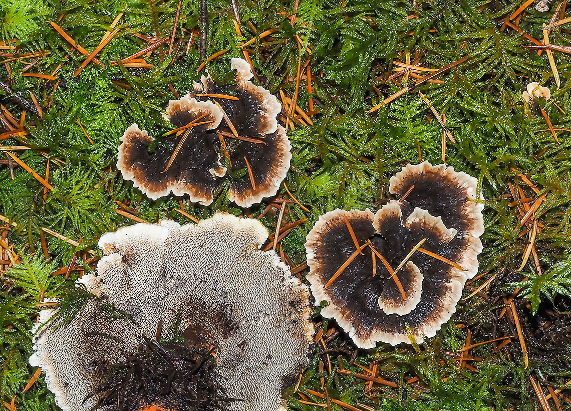 The Under Side... ... showing the teeth of Phellodon tomentosus. Definitely not P. atratus which has a purple-blue underside.<br />
<figure class="photo"><a href="https://www.jungledragon.com/image/86321/the_teeth_of_phellodon_tomentosus.html" title="The teeth of Phellodon tomentosus"><img src="https://s3.amazonaws.com/media.jungledragon.com/images/2839/86321_thumb.jpeg?AWSAccessKeyId=05GMT0V3GWVNE7GGM1R2&Expires=1767225610&Signature=WyeUxZw%2F%2FR8duPG8URJad5xFujA%3D" width="200" height="150" alt="The teeth of Phellodon tomentosus A closer look at the teeth of this very tough and fibrous mushroom.<br />
https://www.jungledragon.com/image/86320/the_under_side.html Canada,Fall,Geotagged,Phellodon tomentosus,Zoned cork hydnum" /></a></figure> Canada,Fall,Geotagged,Phellodon tomentosus,Zoned cork hydnum
