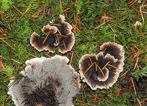 The Under Side... ... showing the teeth of Phellodon tomentosus. Definitely not P. atratus which has a purple-blue underside.
https://www.jungledragon.com/image/86321/the_teeth_of_phellodon_tomentosus.html Canada,Fall,Geotagged,Phellodon tomentosus,Zoned cork hydnum