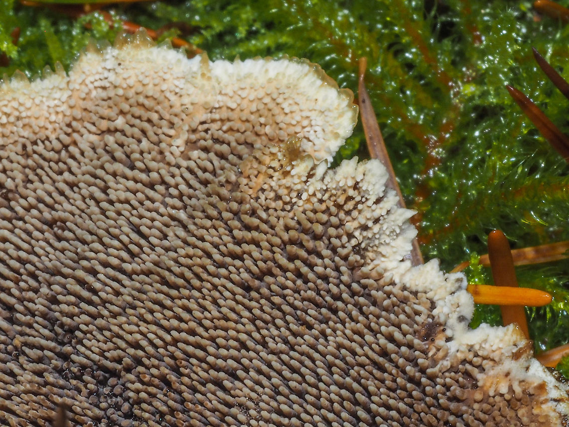 The teeth of Phellodon tomentosus A closer look at the teeth of this very tough and fibrous mushroom.<br />
<figure class="photo"><a href="https://www.jungledragon.com/image/86320/the_under_side.html" title="The Under Side..."><img src="https://s3.amazonaws.com/media.jungledragon.com/images/2839/86320_thumb.jpeg?AWSAccessKeyId=05GMT0V3GWVNE7GGM1R2&Expires=1767225610&Signature=OyWYCCg9c4fPcKpT4ytYSZEG2xU%3D" width="200" height="144" alt="The Under Side... ... showing the teeth of Phellodon tomentosus. Definitely not P. atratus which has a purple-blue underside.<br />
https://www.jungledragon.com/image/86321/the_teeth_of_phellodon_tomentosus.html Canada,Fall,Geotagged,Phellodon tomentosus,Zoned cork hydnum" /></a></figure> Canada,Fall,Geotagged,Phellodon tomentosus,Zoned cork hydnum