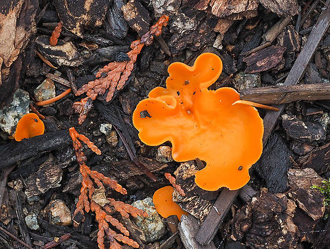 Orange Peel Fungus There were many of these growing amongst the logging debris. Interesting to me to learn that the species name, aurantia, means &ldquo;orange&rdquo; in Latin. Aleuria aurantia,Canada,Fall,Geotagged,Orange peel fungus