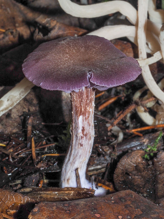 A Young Violet Cort. The caps of the young Cortinarius violaceus have a somewhat scaly appearance. Fairy fingers, Clavaria fragilis, creeping in at the upper right of the photo.<br />
<figure class="photo"><a href="https://www.jungledragon.com/image/86328/fairy_fingers..._who_knew.html" title="Fairy Fingers... Who Knew?"><img src="https://s3.amazonaws.com/media.jungledragon.com/images/2839/86328_thumb.jpeg?AWSAccessKeyId=05GMT0V3GWVNE7GGM1R2&Expires=1759968010&Signature=RXx%2Fb%2BTlAtOpw0tJi6STJ%2Bmt78E%3D" width="200" height="150" alt="Fairy Fingers... Who Knew? A clump of Clavaria vermicularis (fragilis) only to be photobombed by a Cortinarius violaceus!<br />
https://www.jungledragon.com/image/86324/a_young_violet_cort.html Canada,Clavaria fragilis,Fairy fingers,Fall,Geotagged" /></a></figure> Canada,Cortinarius violaceus,Fall,Geotagged