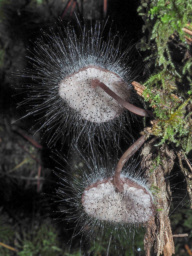 Spinellus fusiger, Bonnet Mould Spinellus fusiger is a pin mould that parasitises mycena mushrooms. The thin hairlike strands break through the body and produce a tiny ball at the end. This ball contains the very large, in comparison, spores.<br />
<figure class="photo"><a href="https://www.jungledragon.com/image/86326/a_closer_look.html" title="A Closer Look."><img src="https://s3.amazonaws.com/media.jungledragon.com/images/2839/86326_thumb.jpeg?AWSAccessKeyId=05GMT0V3GWVNE7GGM1R2&Expires=1759968010&Signature=9Hhm17teo%2BggaGZxRe4ToKjVL2Y%3D" width="200" height="154" alt="A Closer Look. A greatly cropped macro shot showing the fine hairs with the young, translucent spore carrying balls and the older, black mature spore cases.<br />
https://www.jungledragon.com/image/86325/spinellus_fusiger_bonnet_mould.html Bonnet mould,Canada,Fall,Geotagged,Spinellus fusiger" /></a></figure> Bonnet mould,Canada,Fall,Geotagged,Spinellus fusiger