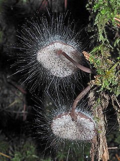 Spinellus fusiger, Bonnet Mould Spinellus fusiger is a pin mould that parasitises mycena mushrooms. The thin hairlike strands break through the body and produce a tiny ball at the end. This ball contains the very large, in comparison, spores.
https://www.jungledragon.com/image/86326/a_closer_look.html Bonnet mould,Canada,Fall,Geotagged,Spinellus fusiger