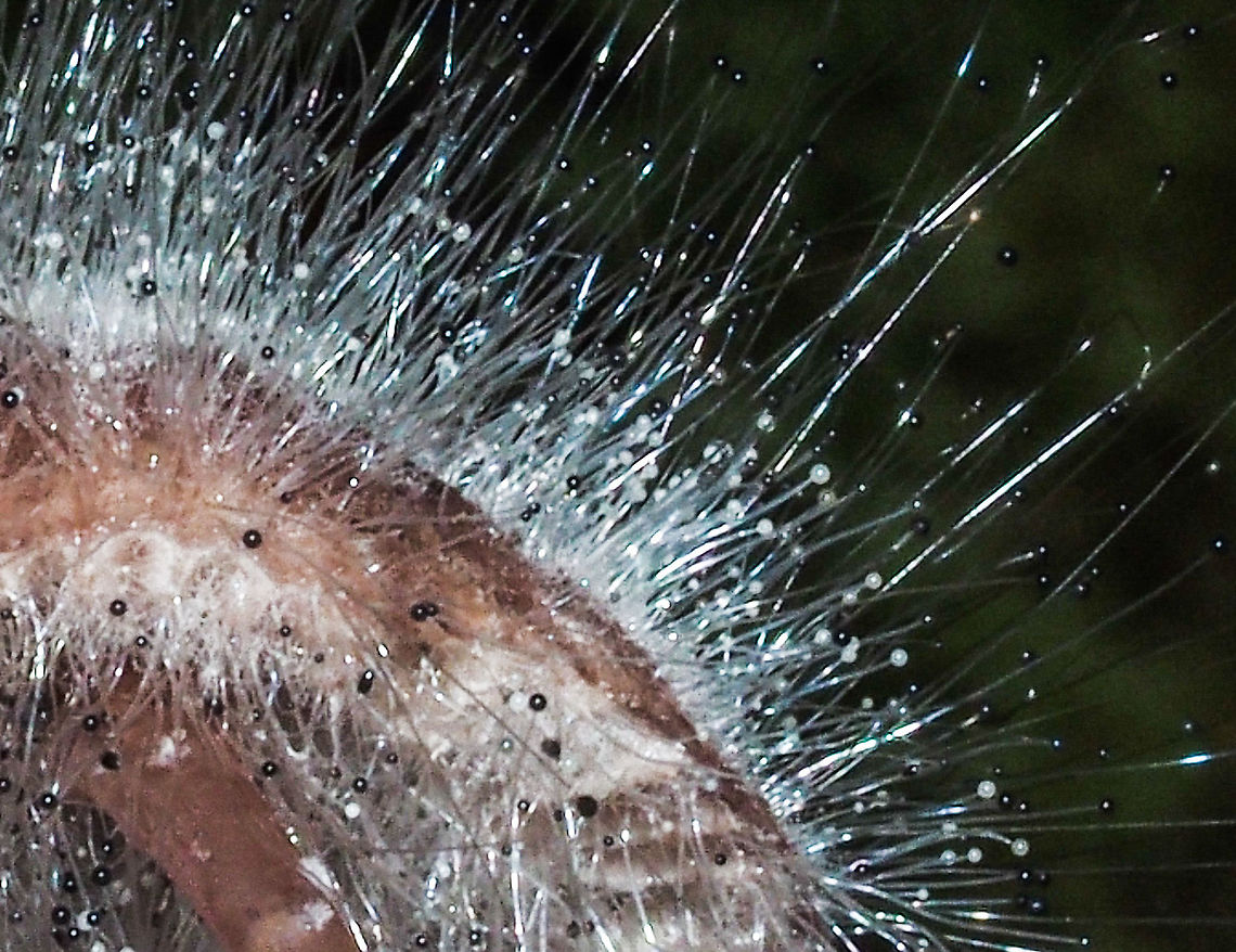 A Closer Look. A greatly cropped macro shot showing the fine hairs with the young, translucent spore carrying balls and the older, black mature spore cases.<br />
<figure class="photo"><a href="https://www.jungledragon.com/image/86325/spinellus_fusiger_bonnet_mould.html" title="Spinellus fusiger, Bonnet Mould"><img src="https://s3.amazonaws.com/media.jungledragon.com/images/2839/86325_thumb.jpeg?AWSAccessKeyId=05GMT0V3GWVNE7GGM1R2&Expires=1763596810&Signature=KT6SCiJpDrFJhjJzwFC4QUapW5k%3D" width="114" height="152" alt="Spinellus fusiger, Bonnet Mould Spinellus fusiger is a pin mould that parasitises mycena mushrooms. The thin hairlike strands break through the body and produce a tiny ball at the end. This ball contains the very large, in comparison, spores.<br />
https://www.jungledragon.com/image/86326/a_closer_look.html Bonnet mould,Canada,Fall,Geotagged,Spinellus fusiger" /></a></figure> Bonnet mould,Canada,Fall,Geotagged,Spinellus fusiger