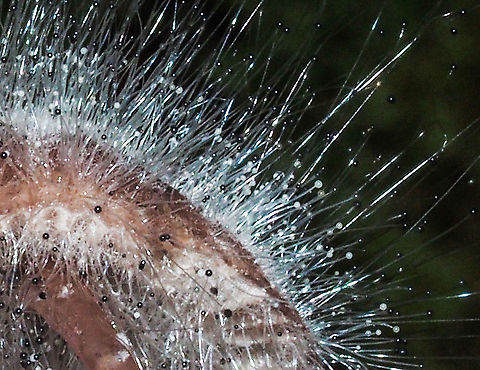 A Closer Look. A greatly cropped macro shot showing the fine hairs with the young, translucent spore carrying balls and the older, black mature spore cases.
https://www.jungledragon.com/image/86325/spinellus_fusiger_bonnet_mould.html Bonnet mould,Canada,Fall,Geotagged,Spinellus fusiger
