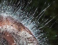 A Closer Look. A greatly cropped macro shot showing the fine hairs with the young, translucent spore carrying balls and the older, black mature spore cases.<br />
https://www.jungledragon.com/image/86325/spinellus_fusiger_bonnet_mould.html Bonnet mould,Canada,Fall,Geotagged,Spinellus fusiger