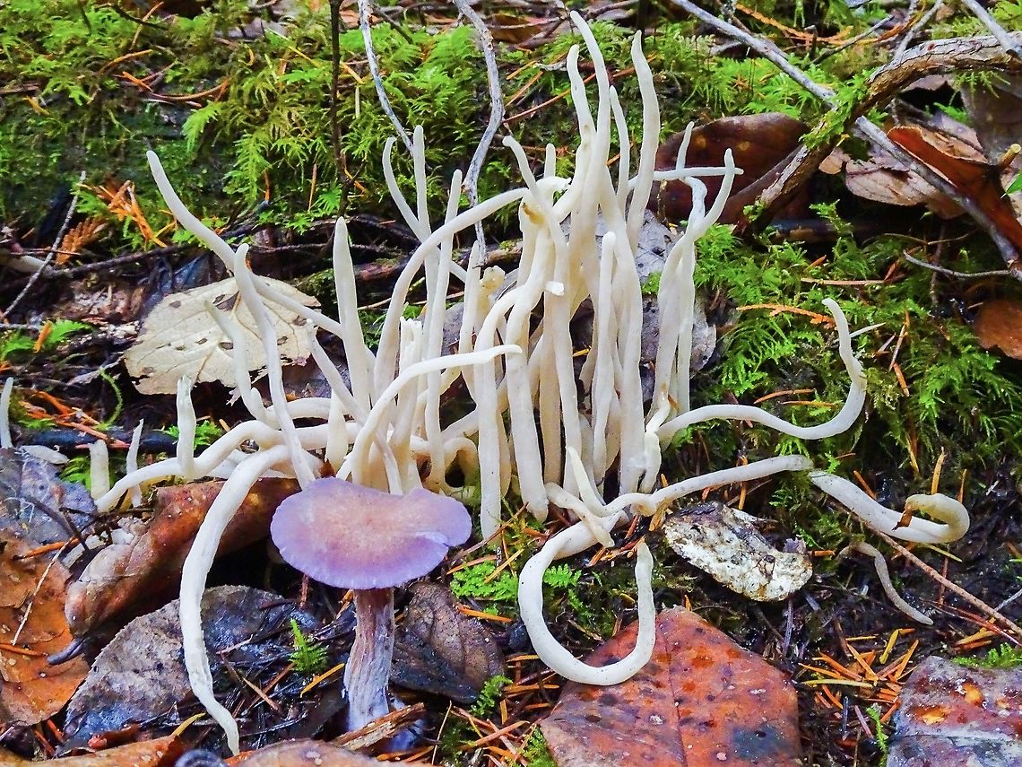 Fairy Fingers... Who Knew? A clump of Clavaria vermicularis (fragilis) only to be photobombed by a Cortinarius violaceus!<br />
<figure class="photo"><a href="https://www.jungledragon.com/image/86324/a_young_violet_cort.html" title="A Young Violet Cort."><img src="https://s3.amazonaws.com/media.jungledragon.com/images/2839/86324_thumb.jpeg?AWSAccessKeyId=05GMT0V3GWVNE7GGM1R2&Expires=1763596810&Signature=5HLiwN004ZYp4nRSKcrKVmr0b3A%3D" width="114" height="152" alt="A Young Violet Cort. The caps of the young Cortinarius violaceus have a somewhat scaly appearance. Fairy fingers, Clavaria fragilis, creeping in at the upper right of the photo.<br />
https://www.jungledragon.com/image/86328/fairy_fingers..._who_knew.html Canada,Cortinarius violaceus,Fall,Geotagged" /></a></figure> Canada,Clavaria fragilis,Fairy fingers,Fall,Geotagged