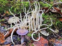 Fairy Fingers... Who Knew? A clump of Clavaria vermicularis (fragilis) only to be photobombed by a Cortinarius violaceus!<br />
https://www.jungledragon.com/image/86324/a_young_violet_cort.html Canada,Clavaria fragilis,Fairy fingers,Fall,Geotagged