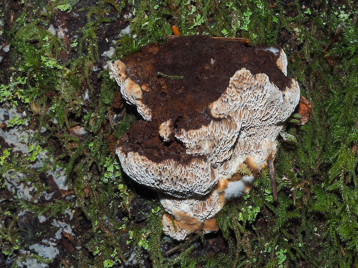 Porodaedalea pini, the Cause of Red Ring Rot It seems that once again there is a confusion as to what name to call this fungus. The synonym is Phellinus pini. I am even unclear as to which is the most recent nomenclature. The pores are maze-like (daedaloid) hence the genus name. This conk was attached to a Douglas Fir about a half a meter off the forest floor and measures about 10cm across.<br />
<figure class="photo"><a href="https://www.jungledragon.com/image/86381/a_column_of_conks.html" title="A Column of Conks!"><img src="https://s3.amazonaws.com/media.jungledragon.com/images/2839/86381_thumb.jpeg?AWSAccessKeyId=05GMT0V3GWVNE7GGM1R2&Expires=1759968010&Signature=RuYr2SKHOae8mXnDCbUyNG3vTEI%3D" width="116" height="152" alt="A Column of Conks! A side view of Red Ring Rot conks growing on the side of a Douglas Fir tree.<br />
https://www.jungledragon.com/image/86380/porodaedalea_pini_the_cause_of_red_ring_rot.html Canada,Fall,Geotagged,Porodaedalea pini,Red-ring Rot" /></a></figure> Canada,Fall,Geotagged,Phellinus pini,Porodaedalea pini,Red-ring Rot