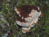Porodaedalea pini, the Cause of Red Ring Rot It seems that once again there is a confusion as to what name to call this fungus. The synonym is Phellinus pini. I am even unclear as to which is the most recent nomenclature. The pores are maze-like (daedaloid) hence the genus name. This conk was attached to a Douglas Fir about a half a meter off the forest floor and measures about 10cm across.<br />
https://www.jungledragon.com/image/86381/a_column_of_conks.html Canada,Fall,Geotagged,Phellinus pini,Porodaedalea pini,Red-ring Rot