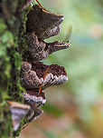 A Column of Conks! A side view of Red Ring Rot conks growing on the side of a Douglas Fir tree.<br />
https://www.jungledragon.com/image/86380/porodaedalea_pini_the_cause_of_red_ring_rot.html Canada,Fall,Geotagged,Porodaedalea pini,Red-ring Rot