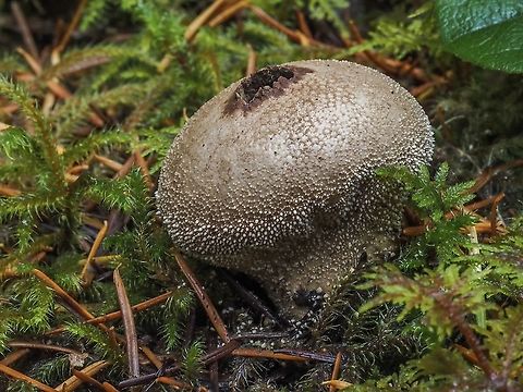 A Common or Gem-studded Puffball. A singular puffball growing beside the trail through a mixed forest. Canada,Common puffball,Fall,Geotagged,Lycoperdon perlatum