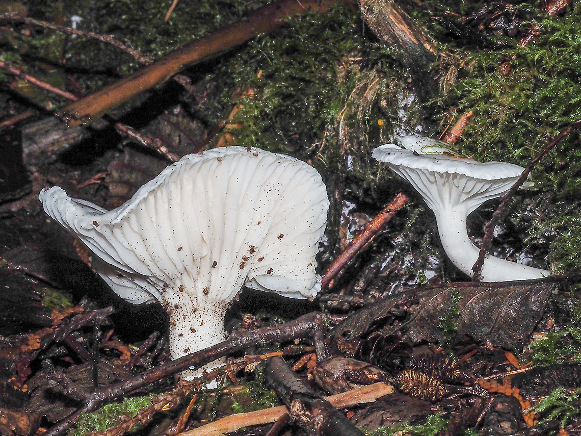 Is This Hygrophorus borealis? No, it’s Cuphophyllus borealis! I am basing my ID on the facts that these appear to be all white, non-slimy cap and stem, hygrophorus-looking mushrooms that were found at the base of a fir tree in a dense mixed forest. The key that I used to help me reach my conclusion was &ldquo;Trial Key to the Species of Hygrophorus in the Pacific Northwest&rdquo;<br />
<a href="http://www.svims.ca/council/Hygrop.htm" rel="nofollow">http://www.svims.ca/council/Hygrop.htm</a><br />
Considering past experiences I am open to any suggestions! Seems that the Globular Springtails were just as interested in these &lsquo;shrooms as I was.<br />
 Canada,Cuphophyllus borealis,Fall,Geotagged