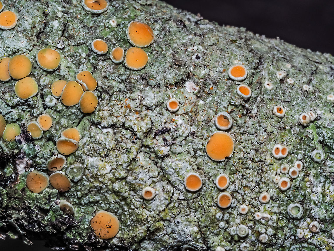 Fuscopannaria leucostictoides? If it is Fuscopannaria leucostictoides, Petaled Shingle Lichen or Frosted Crackers Lichen I will be happy! While cleaning up the yard and burning branches that had blown off of the many fir trees this one caught my attention. My reference book for lichens, &ldquo;Macrolichens of the Pacific Northwest&rdquo; 2nd Edition, seemed to point to this cyanolichen. The only other that seemed to be close was F. pacifica but it is found in a slightly different habitat and does not have apothecia with thalline margins. To give some indication of scale the branch is about 2.5cm in diameter. Canada,Fall,Fuscopannaria leucostictoides,Geotagged