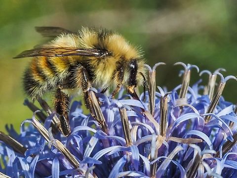 A Yellow Bumble Bee I sort of thought that all bumble bees were yellow, sort of. I used this website to help ID this specimen.
https://foecanada.org/en/issues/bumble-bee-count/id-west/
This fellow is atop a Globe Thistle (Echinops sphaerocephalus) blossom.
 Bombus flavifrons,Canada,Geotagged,Summer,Yellow-fronted bumble bee