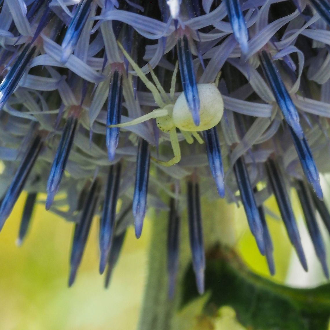Waiting... ... patiently. This White Crab spider is waiting on the underside of a Globe Thistle blossom. Canada,Geotagged,Goldenrod crab spider,Misumena vatia,Summer