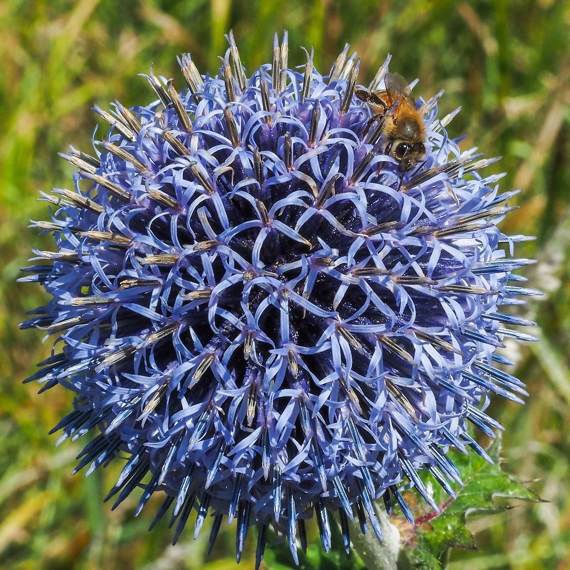 A Globular Globethistle Blossom The blossom is being enjoyed by a member of the Bombus genus. Canada,Echinops sphaerocephalus,Geotagged,Glandular globe-thistle,Summer