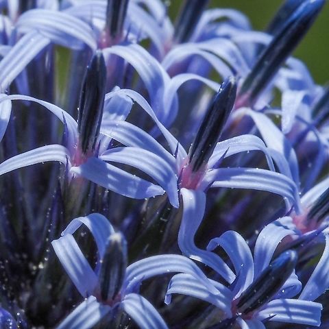 A Closer Look... ... at a Echinops sphaerocephalus blossom. Canada,Echinops sphaerocephalus,Geotagged,Glandular globe-thistle,Summer