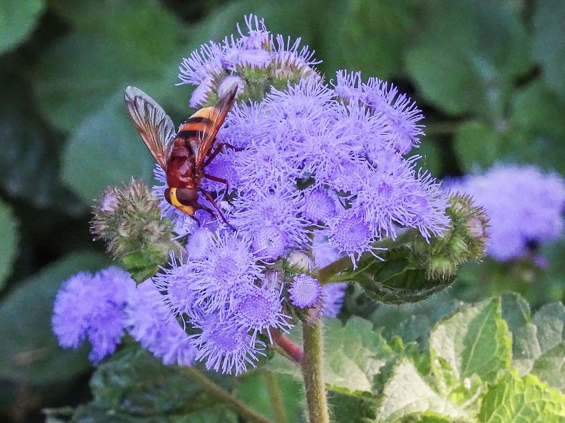 A Hornet Mimic Hoverfly Sorry I don&rsquo;t know what the flower is that this fly is visiting. Spotted while walking through the gardens at the Alhambra.                    Geotagged,Hornet mimic hoverfly,Spain,Summer,Volucella zonaria