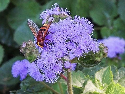 A Hornet Mimic Hoverfly Sorry I don’t know what the flower is that this fly is visiting. Spotted while walking through the gardens at the Alhambra.                    Geotagged,Hornet mimic hoverfly,Spain,Summer,Volucella zonaria