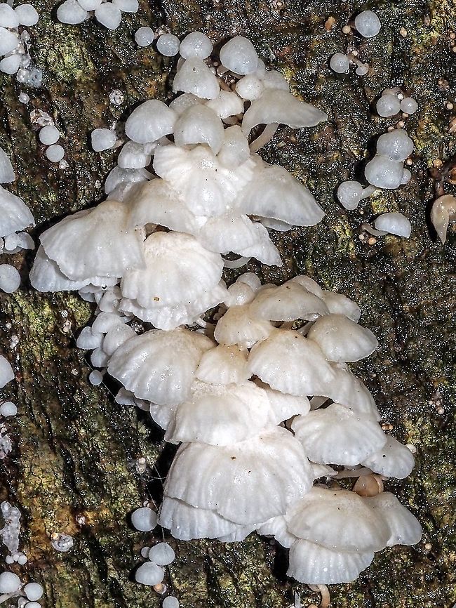 A Gregarious Mushroom. A group of Marasmiellus candidus on the side of a Bigleaf Maple after a heavy rain.  Canada,Fall,Geotagged,Marasmiellus candidus