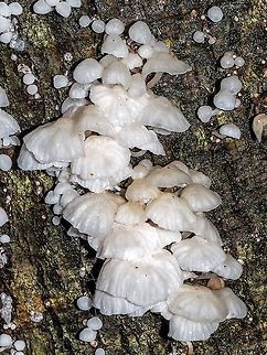A Gregarious Mushroom. A group of Marasmiellus candidus on the side of a Bigleaf Maple after a heavy rain.  Canada,Fall,Geotagged,Marasmiellus candidus