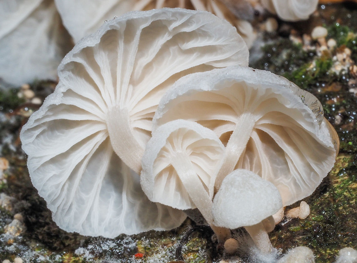 The Gills of Marasmiellus candidus. The underside of this gregarious mushroom. A droplet of rain water can be seen on the edge of the larger mushroom on the right. Canada,Fall,Geotagged,Marasmiellus candidus
